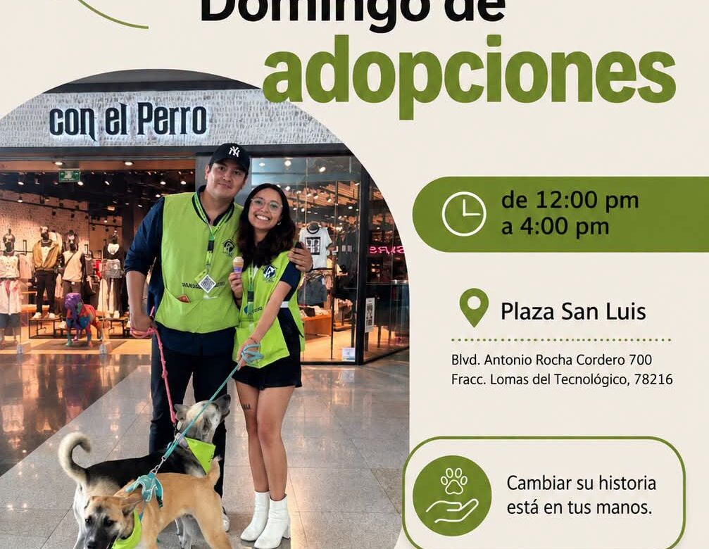 ¿BUSCAS ADOPTAR UN LOMITO? CASA LILI REALIZA JORNADAS DE ADOPCIÓN TODOS LOS DOMINGOS