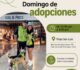 ¿BUSCAS ADOPTAR UN LOMITO? CASA LILI REALIZA JORNADAS DE ADOPCIÓN TODOS LOS DOMINGOS