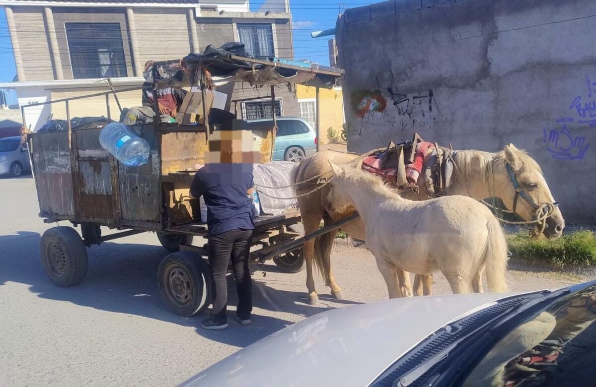 REFUERZAN OPERATIVO CONTRA EL USO DE ANIMALES EN RECOLECCIÓN EN SOLEDAD
